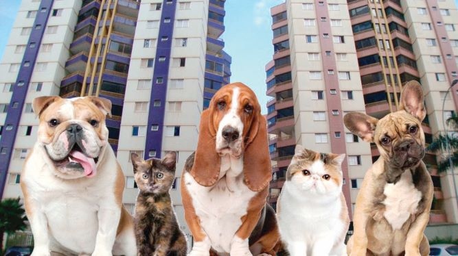 Guia: Restrições A Animais De Estimação E Crianças Em Contratos De